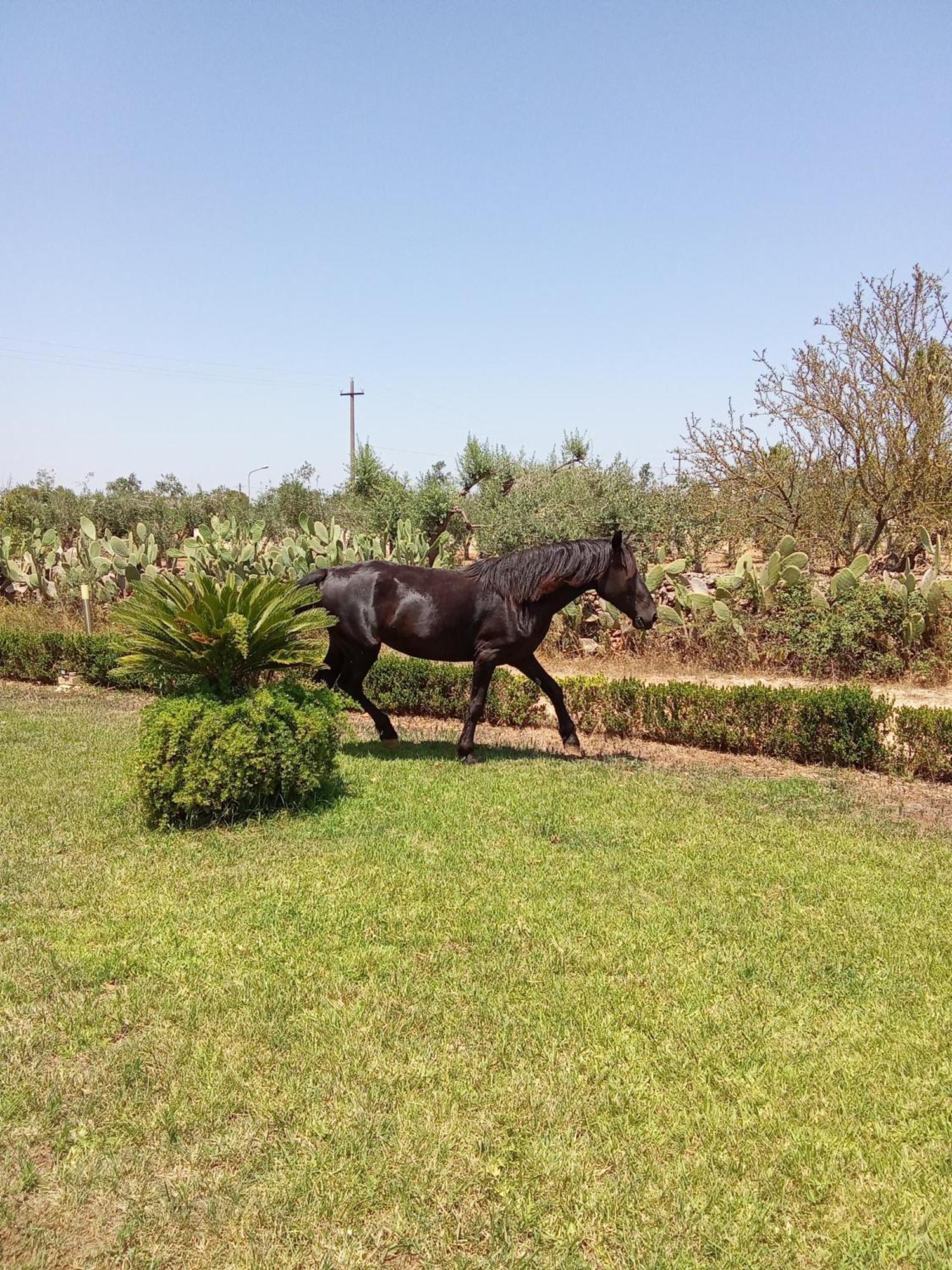 הוילה Botrugno La Macchia מראה חיצוני תמונה
